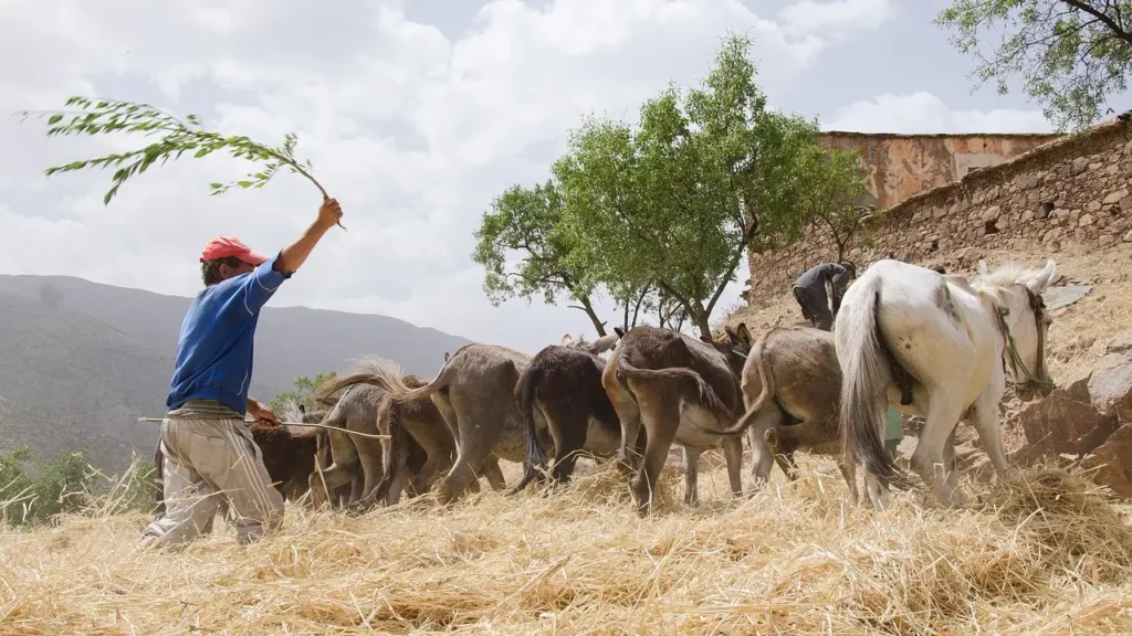 Atlas Mountains day trip from Marrakech with Berber village scenery