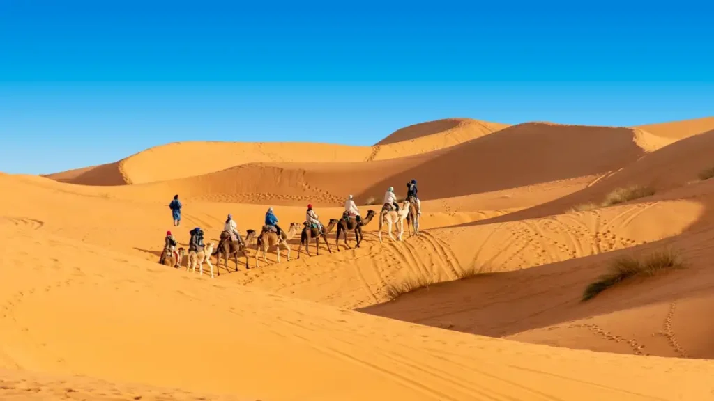 Camel trek across Erg Chebbi dunes in Merzouga desert Morocco