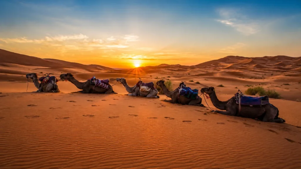 Sahara desert Morocco January camel ride winter