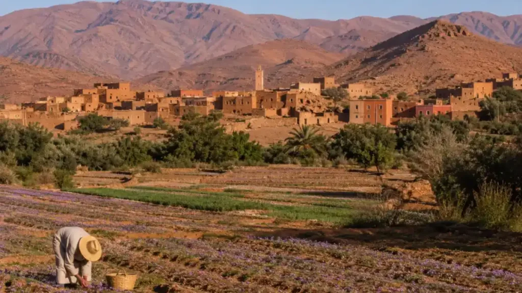 Taliouine saffron region in Morocco
