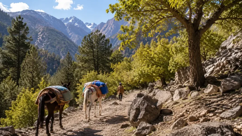 Atlas Mountains day trip from Marrakech with pack mules on a mountain trail near Imlil