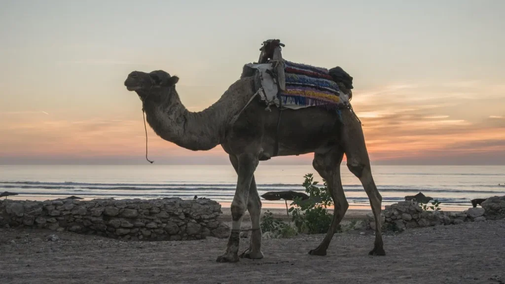 Camel at sunset on Essaouira beach