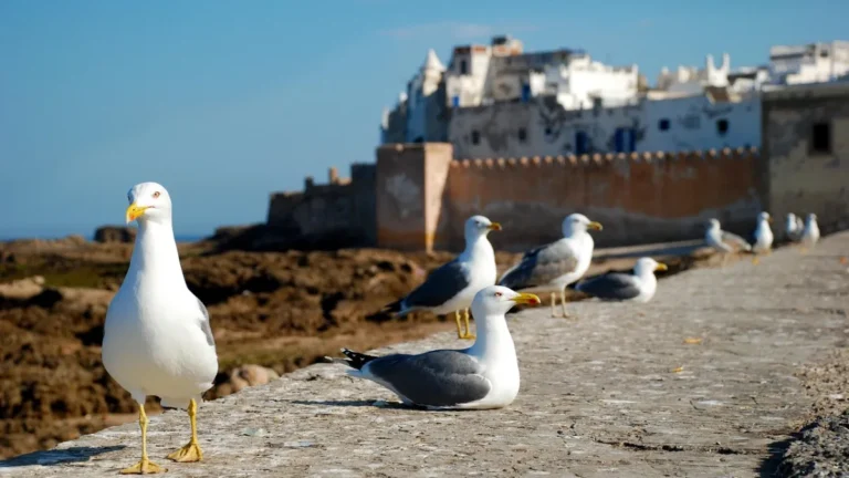 Essaouira day trip from Marrakech with seagulls and Medina ramparts
