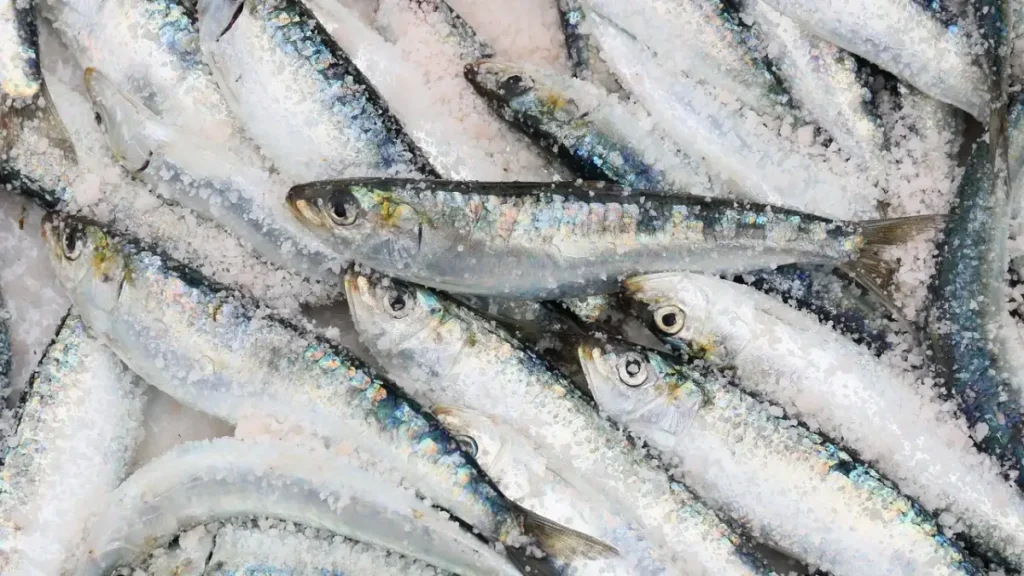Fresh fish at Essaouira seafood market