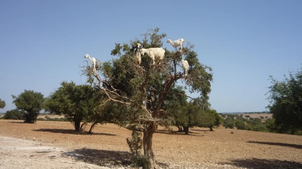 Goats in argan trees on the road from Marrakech to Essaouira
