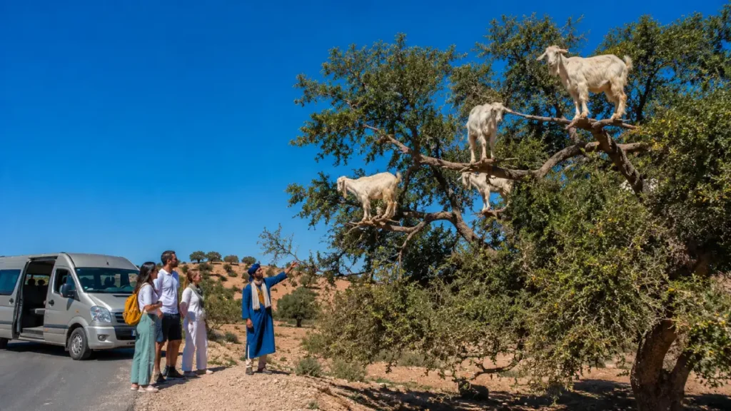 Marrakech to Essaouira road with argan trees and local guide advice for the coastal day trip