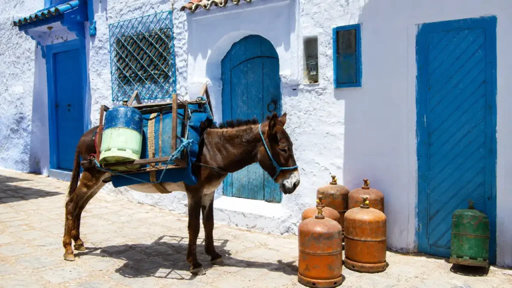 Donkey carrying gas cylinders through the Chefchaouen Medina