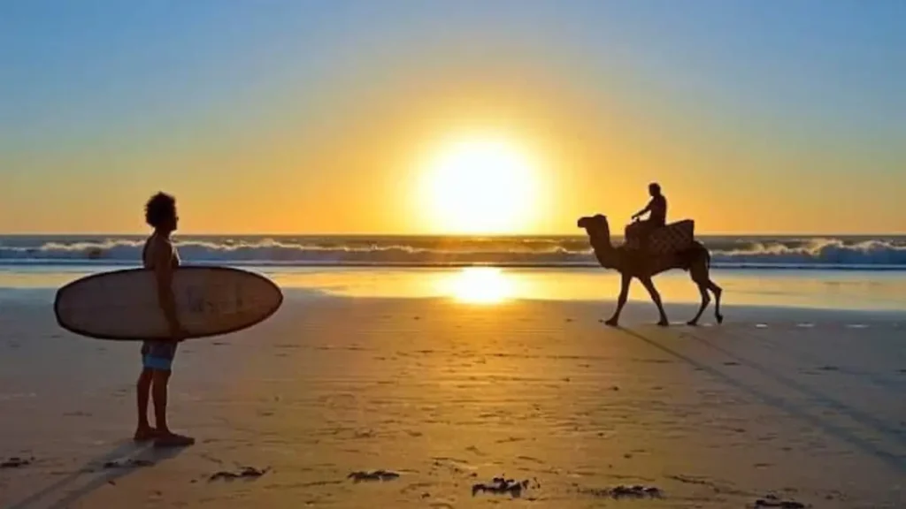 Surfer and camel on Taghazout Beach at sunset